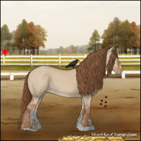 Horse Color:Red Dun Appaloosa