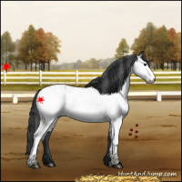 Horse Color:White Spotted Black Appaloosa 