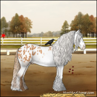 Horse Color:White Spotted Chestnut Appaloosa Rabicano