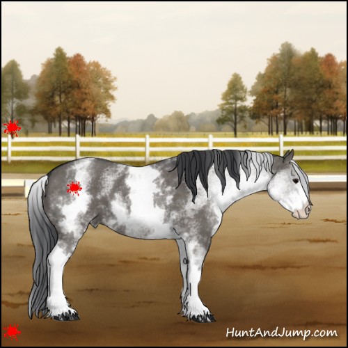 Horse Color:White Spotted Grullo 