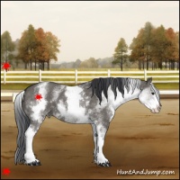 Horse Color:White Spotted Grullo