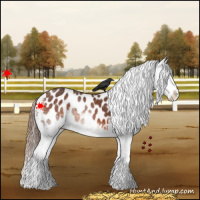 Horse Color:White Spotted Bay Blanket 