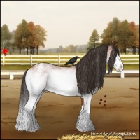 Horse Color:White Spotted Bay Splash Appaloosa