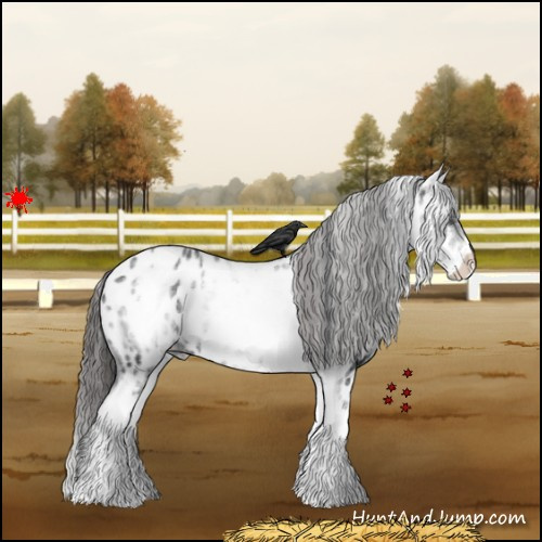 Horse Color:White Spotted Black Near Leopard 
