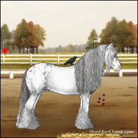 Horse Color:White Spotted Black Appaloosa