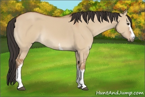 Horse Color:White Spotted Bay Dun 