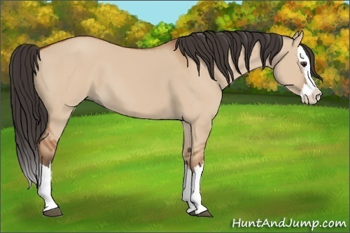 Horse Color:Bay Dun Sabino Splash