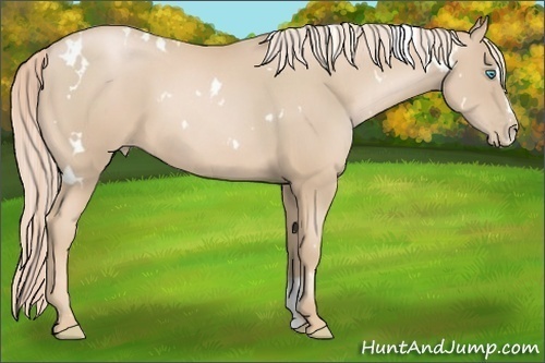 Horse Color:White Spotted Palomino Pearl Sabino