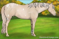 Horse Color:White Spotted Palomino Pearl Sabino 