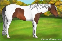 Horse Color:Bay Tobiano