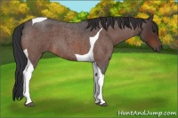 Horse Color:Bay Roan Tobiano 