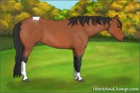 Horse Color:Bay Roan Tobiano 