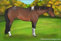 Horse Color:Bay Roan Tobiano 