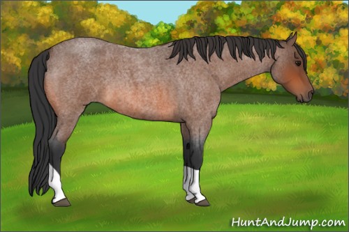 Horse Color:Bay Roan Tobiano