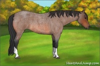 Horse Color:Bay Roan Tobiano