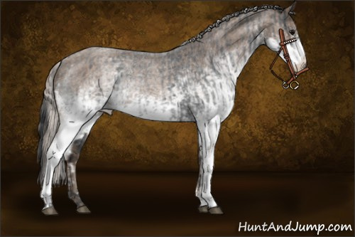 Horse Color:White Spotted Blue Roan Rabicano  and White Spotted Silver Blue Roan Rabicano 