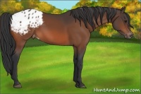 Horse Color:Bay Appaloosa