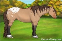 Horse Color:Bay Dun Appaloosa 