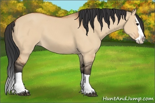 Horse Color:Bay Dun Splash