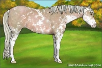 Horse Color:Watercolor Silver Brown Pearl Sabino 