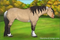 Horse Color:Buckskin Dun Sabino Tobiano 