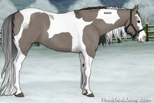 Horse Color:Grullo Splash Tobiano 