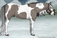 Horse Color:Grullo Splash Tobiano 