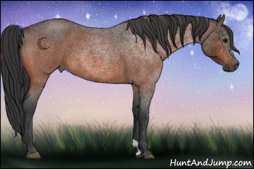 Horse Color:Bay Roan 