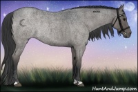 Horse Color:Blue Roan 