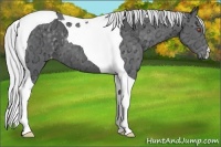 Horse Color:Silver Black Chinchilla Ice Tobiano Varnish