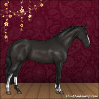 Horse Color:Gray White Spotted Brown 