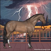 Horse Color:Brown Dun 