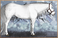 Horse Color:Gray White Spotted Bay Splash 