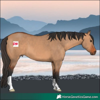 Horse Color:Bay Dun
