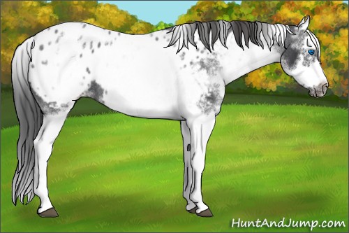 Horse Color:White Spotted Blue Roan Splash Frame Near Leopard