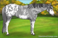 Horse Color:White Spotted Blue Roan Splash Frame Appaloosa 