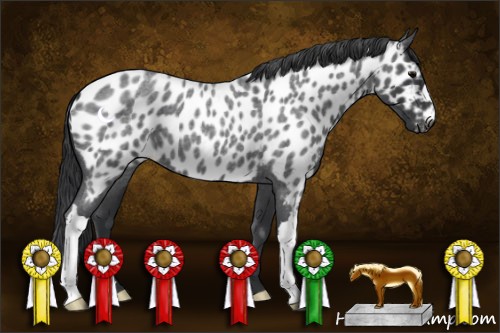 Horse Color:Blue Roan Appaloosa 