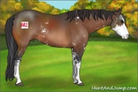 Horse Color:Bay Sabino Rabicano 