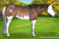 Horse Color:Bay Sabino Splash Rabicano