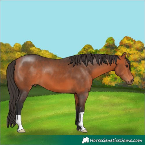 Horse Color:Bay 