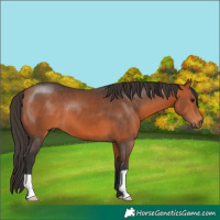 Horse Color:Bay 