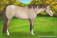 Horse Color:Grullo Pearl Sabino 
