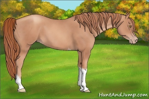 Horse Color:Gold Champagne Tobiano