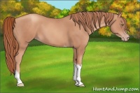 Horse Color:Gold Champagne Tobiano