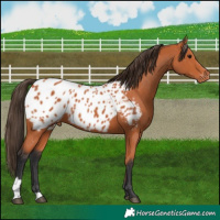 Horse Color:Bay Appaloosa