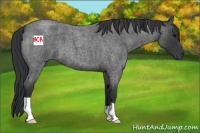Horse Color:Blue Roan 