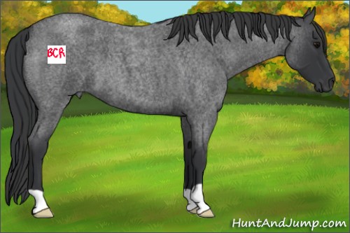 Horse Color:Blue Roan 