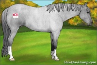 Horse Color:Blue Roan