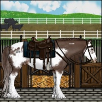 Horse Color:Liver Red Roan Splash Frame Appaloosa Rabicano 