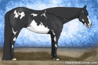 Horse Color:White Spotted Black Splash Frame 